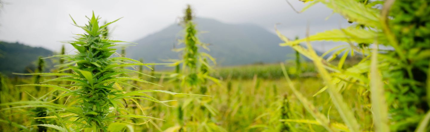 Close-up of plants tipped with buds, in a field of cannabis with low mountains and gray clouds in background.